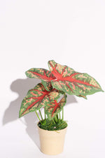 Artificial Mini Caladium Cardinal Red Green Potted Plant