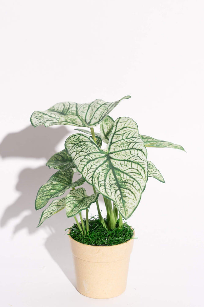 Artificial Caladium Green White Pattern Potted Plant