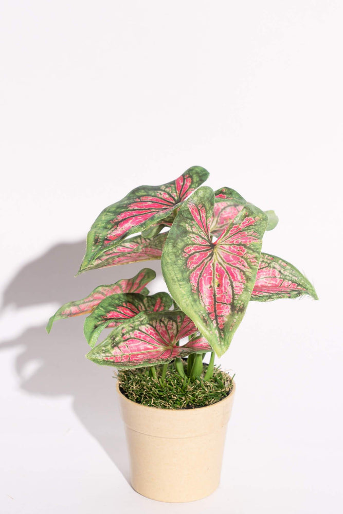Artificial Mini Angel Wings Caladium Red Green Potted Plant