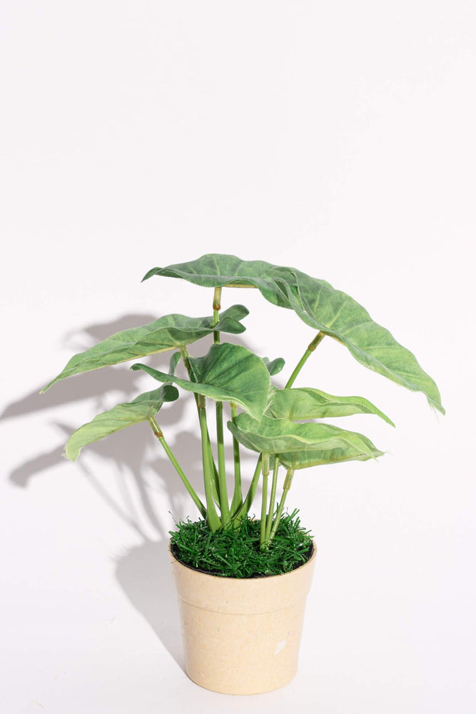 Artificial Mini Elephant Ears Alocasia Green Potted Plant