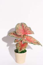 Artificial Mini Heart Of Jesus Caladium Red Green Potted Plant